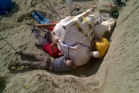 Descoperire impresionanta in Montana. Arheologii au gasit fosila unui dinozaur T-Rex, care a trait acum 66 de milioane de ani