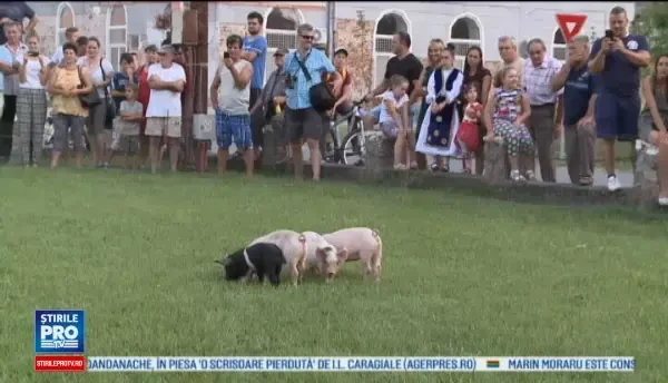 Concurs de prins purcei la Pecica. Copiii au alergat ca la maraton dupa godaci, iar cei mai iuti au plecat cu ei acasa