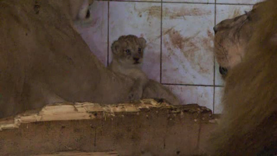 Leii lui Nutu Camataru, mai fericiti la ZOO decat printre interlopi. Felinele se pregatesc pentru un "botez"