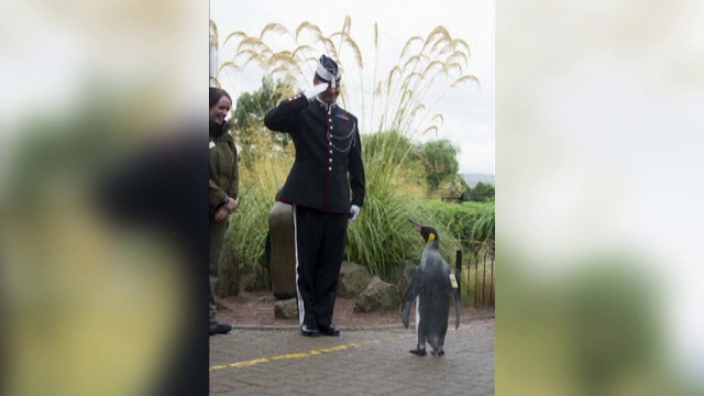 Pinguin, ridicat la gradul de "sef de brigada" pentru anii in care s-a dedicat slujirii in Garda de Onoare a Norvegiei