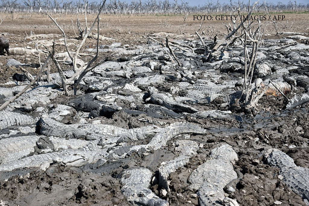 Mii de aligatori au murit de sete la propriu in Paraguay, dupa seceta prelungita din nordul tarii. VIDEO
