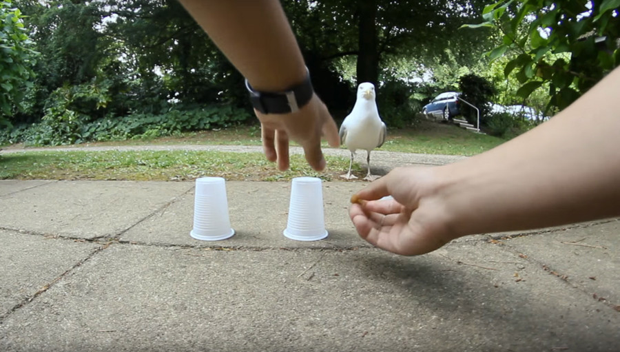 Pescarusul care castiga de fiecare data la "alba-neagra". Explicatia data de cei care au vazut clipul