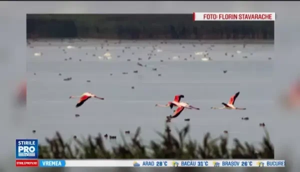 Aparitie foarte rara in Romania. Patru pasari flamingo au fost fotografiate pe un lac, spre bucuria ornitologilor