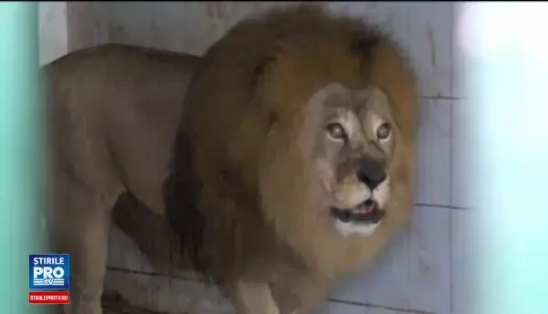 Leii lui Nutu Camataru, mai fericiti la ZOO decat printre interlopi. Felinele se pregatesc pentru un botez