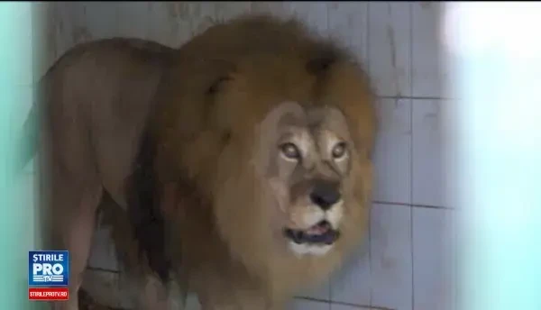 Leii lui Nutu Camataru, mai fericiti la ZOO decat printre interlopi. Felinele se pregatesc pentru un botez