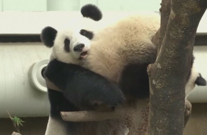 Petrecere la ZOO. Doi ursi panda au primit un tort de ziua lor, iar vizitatorii au participat la eveniment