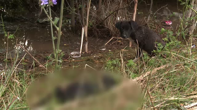 O calatorie cu CFR, mai lunga decat un zbor pana in SUA. Urmarile furtunilor care au lovit in ultimele zile tara