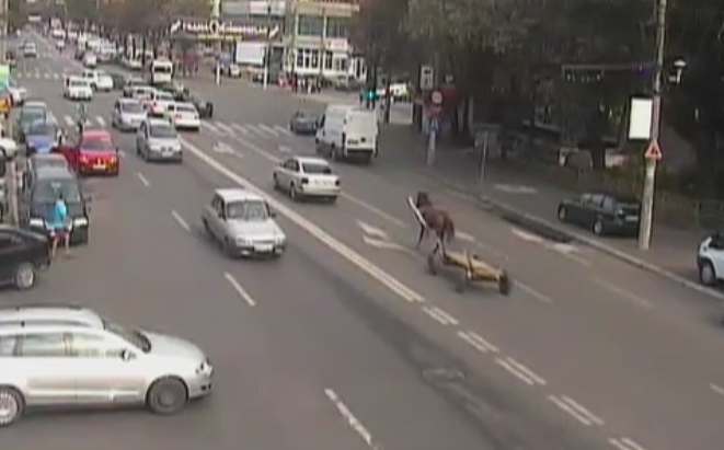 Panica in traficul din Braila, dupa ce un cal a scapat si fugit pe strada cu caruta dupa el. Trei masini au fost avariate