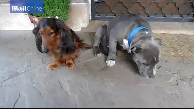 "Cine a facut asta? Cine mi-a ros papucul?". Reactia a doi catei dupa ce si-au dat seama ca s-a aflat ce isprava au facut