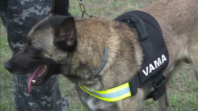 Speedy si Billy sunt primii doi caini din Romania antrenati sa gaseasca banii de contrabanda: "Obligatoriu si banii au miros"