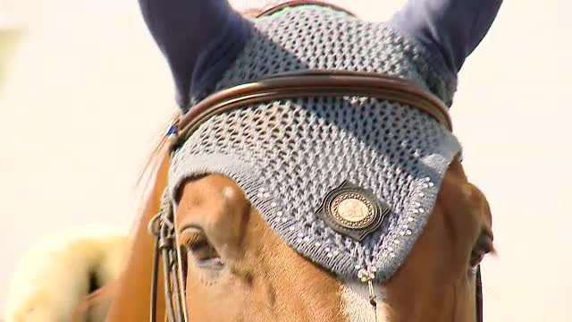 Incepe Balcaniada Ecvestra. 278 de cai pur sange in valoare de peste 50 de milioane de euro au venit in Romania