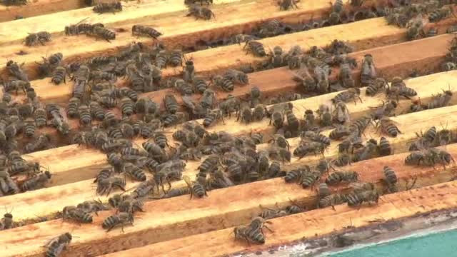 Apicultorii au cea mai proasta perioada din ultimii 30 de ani. Ploile si seceta le-au distrus productia, insa tot achita taxe