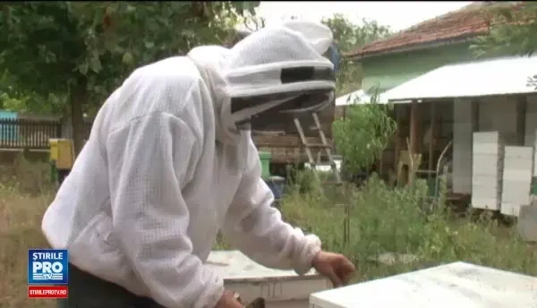 Apicultorii au cea mai proasta perioada din ultimii 30 de ani. Ploile si seceta le-au distrus productia, insa tot achita taxe
