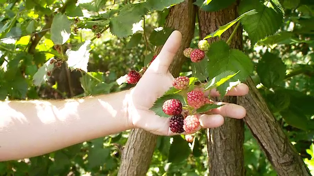 Fructele de padure, putine si la mare cautare in acest an. Profitul obtinut de catre un cultivator din Bistrita