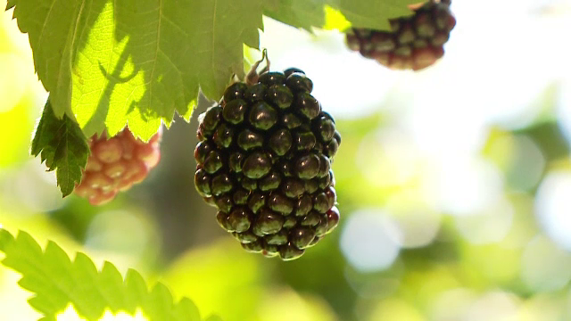 Mure - beneficii pentru sănătate și cum să le depozitezi. Lucruri pe care puțin le știu despre aceste fructe de pădure