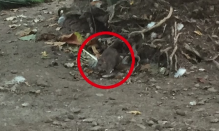 Sobolanii invadeaza parcurile din Capitala. Imaginile surprinse de un bucurestean in Parcul Cismigiu