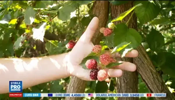 Fructele de padure, putine si la mare cautare in acest an. Profitul obtinut de catre un cultivator din Bistrita
