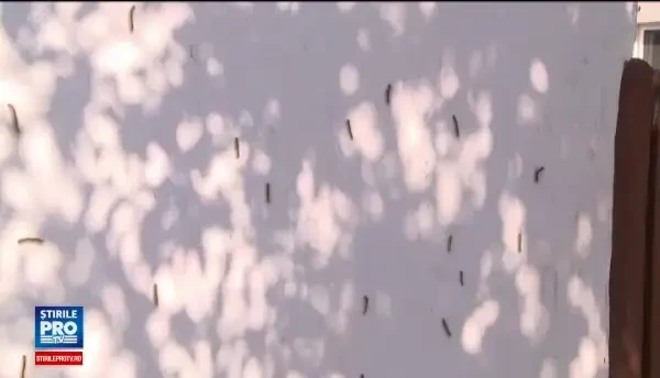 Invazie de omizi in judetul Arad. Localnicii sunt disperati: Parca suntem in filme de groaza