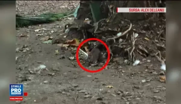 Sobolanii invadeaza parcurile din Capitala. Imaginile surprinse de un bucurestean in Parcul Cismigiu