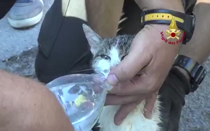 O pisica a fost salvata de sub ruine la 5 zile de la cutremurul din Amatrice. Momentul in care Gioia a fost scoasa la lumina