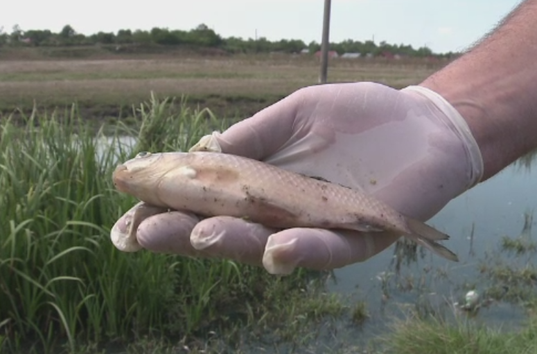 Dezastru ecologic pe raul Calmatui, Buzau. Mii de pesti au murit otraviti dupa ce in apa au fost deversate substante toxice