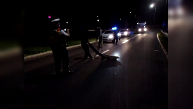 Un aligator a ajuns noaptea pe o sosea din Ungaria. Ce au crezut initial soferii care l-au vazut