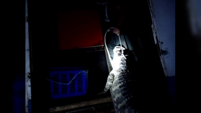 aligator