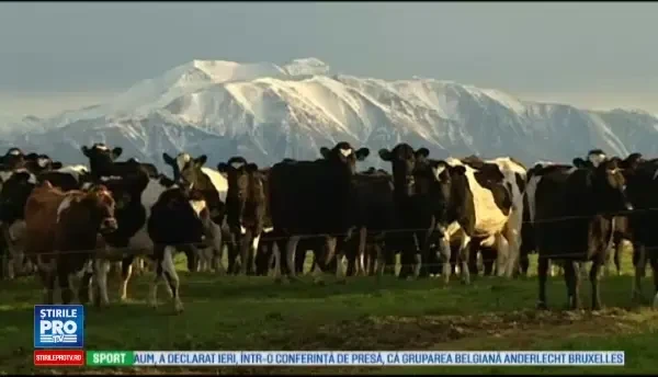 500 de vaci au disparut in mod misterios de la o ferma din Noua Zeelanda. Motivul pentru care hotii nu le-ar putea vinde