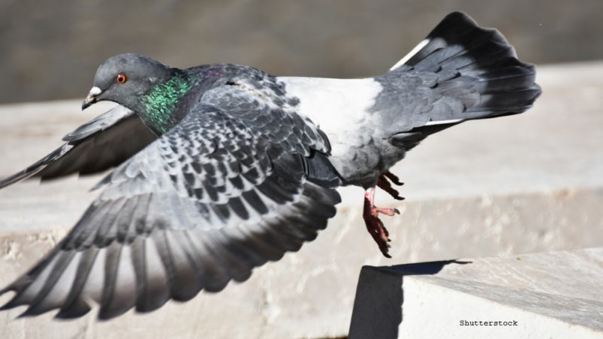 Ce metoda a gasit un detinut ca sa introduca un telefon in penitenciar. Gardienii i-au dejucat planul. VIDEO