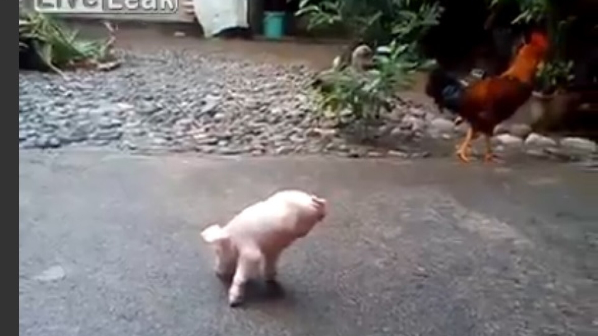 Imagini socante cu un purcelus fara 2 picioare. Cum reuseste animalul sa se deplaseze, fara niciun ajutor. VIDEO