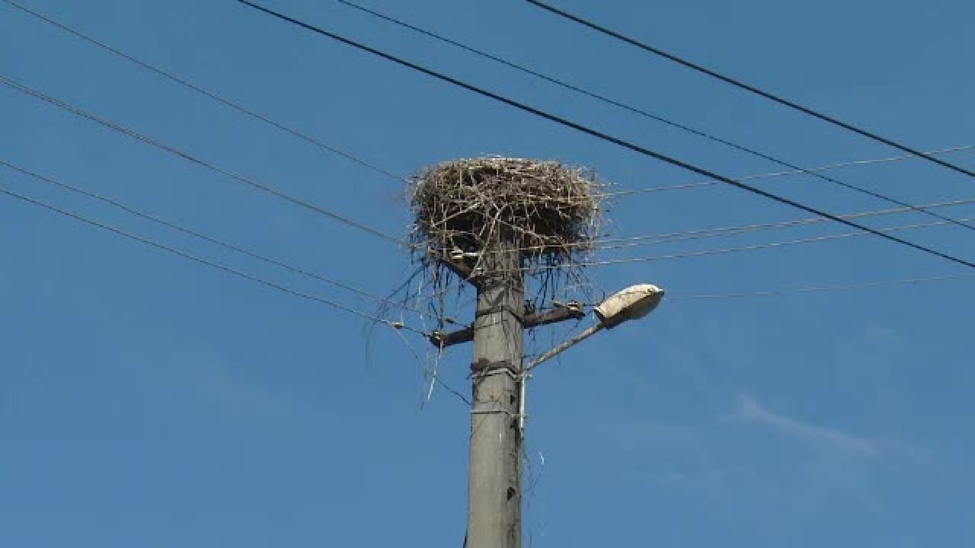 Un pui de barza care a agonizat zile la rand intr-un cuib a murit din cauza oamenilor. Pasarea fusese legata la un picior