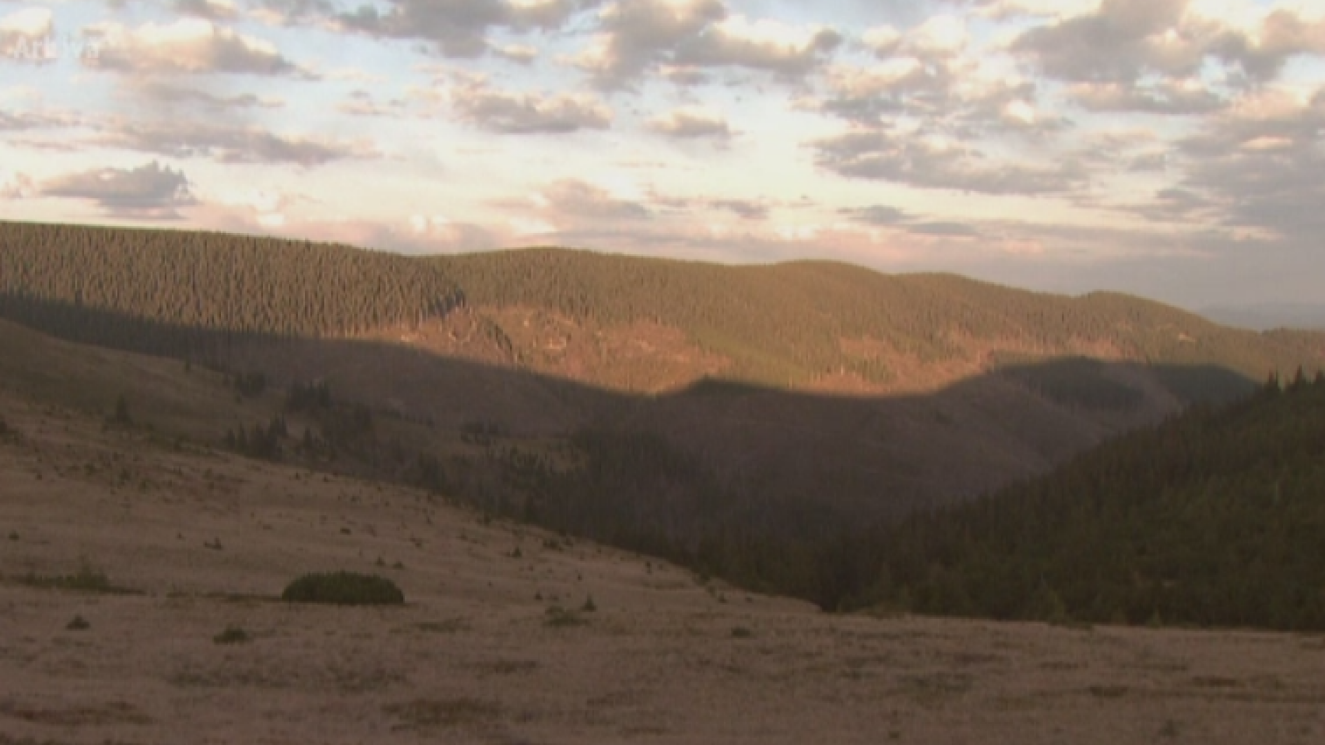 S-au marit amenzile in cazul defrisarilor ilegale. Cat vor plati cei care intra cu drujba in padurile virgine