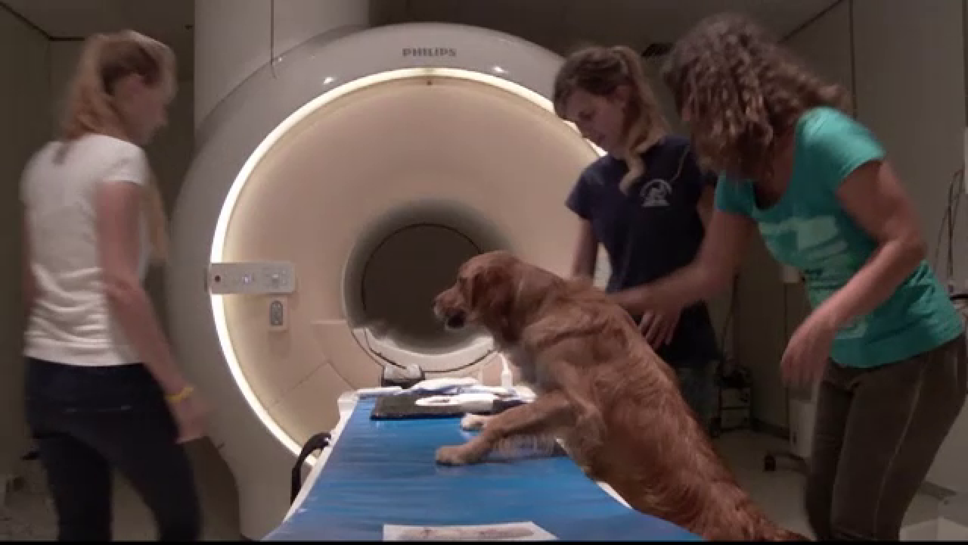 Motivul pentru care cainii sunt capabili sa inteleaga cuvinte si intonatii. Descoperirea importanta facuta de cercetatori