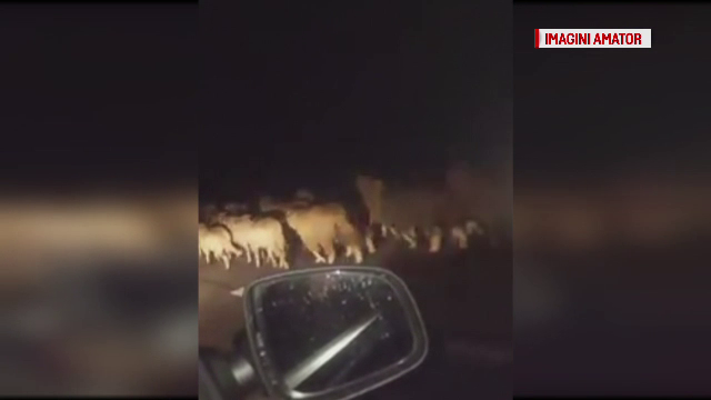 Panica pe Autostrada Soarelui intr-o zona in care se circula si cu 100km/h. Ce le-a iesit soferilor in fata pe timp de noapte