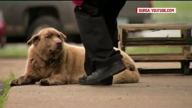 Bruno, cel mai iubit catel dint-un oras din SUA. Motivul pentru care autoritatile i-au ridicat o statuie