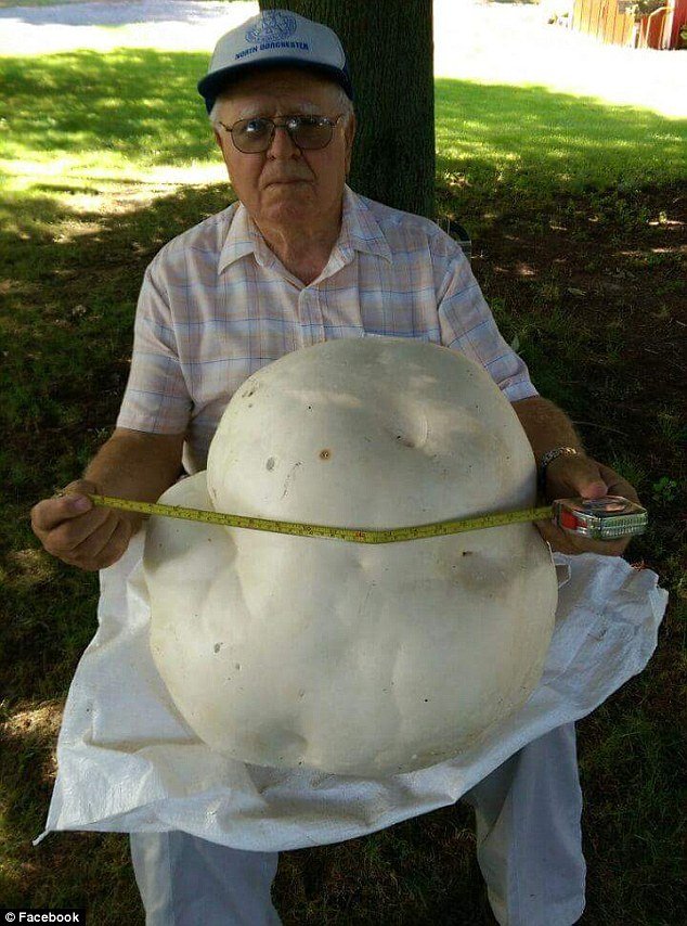 ciuperca