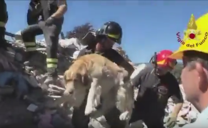 Un caine a supravietuit in conditii greu de imaginat timp de noua zile dupa cutremurul din Italia. Cum a fost salvat. VIDEO
