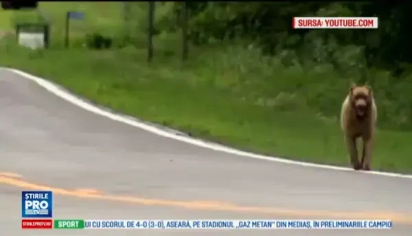 Bruno, cel mai iubit catel dint-un oras din SUA. Motivul pentru care autoritatile i-au ridicat o statuie