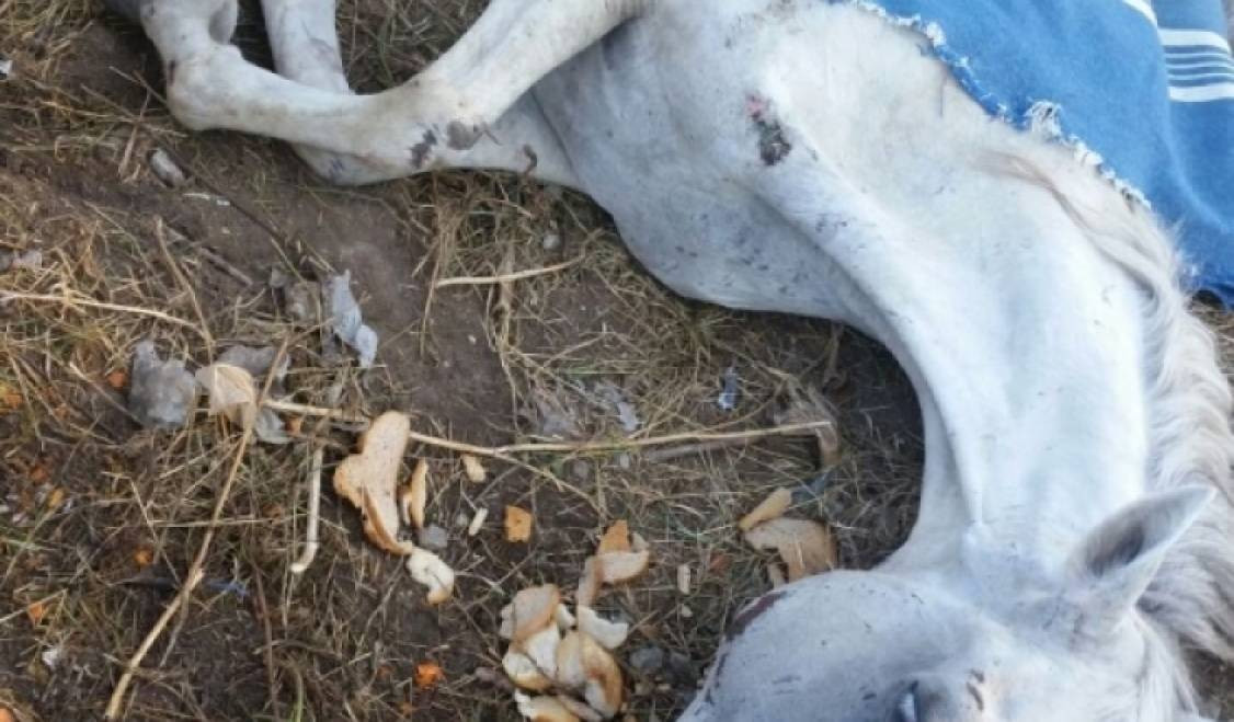 Scene greu de privit la marginea Constantei. Un cal batut si subnutrit a fost abandonat. FOTO