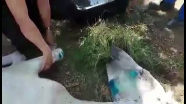 Calul maltratat gasit la marginea Constantei, ingrijit de medicii veterinari. Chinurile la care a fost supus bietul animal