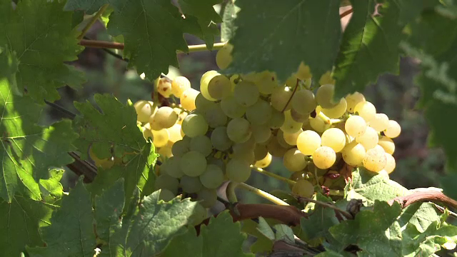 Toamna vine cu struguri dulci si forfota in podgorii. Soiurile care anul acesta vor da vinuri de calitate