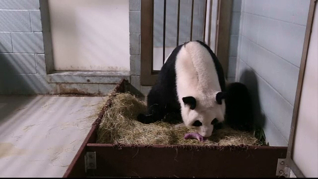 ursoaica panda alaturi de puiul sau