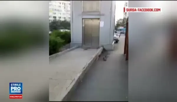 Primaria Capitalei a inceput in sfarsit deratizarea. Intr-un sector insa, rozatoarele vor fi lasate sa umble in voie