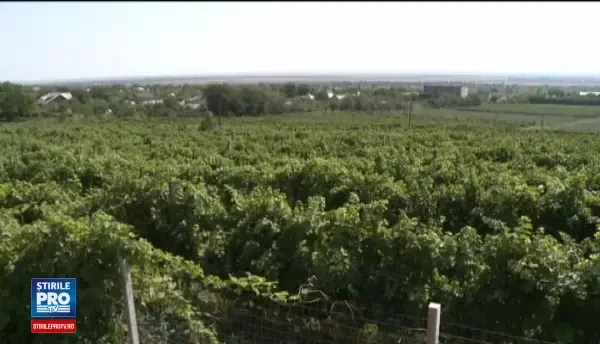 Toamna vine cu struguri dulci si forfota in podgorii. Soiurile care anul acesta vor da vinuri de calitate