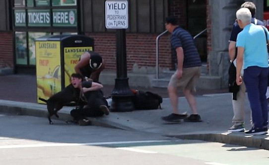 Atacul infiorator al unui pitbull asupra unui beagle. Stapana cainelui agresat, ranita in timp ce incerca sa-i desparta