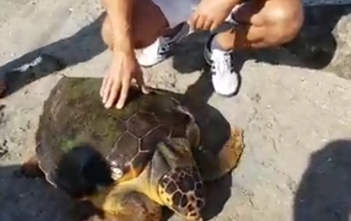 Zi bogata pentru biologii romani. Cum au ajuns pe litoral o "testoasa gigant" si un crab albastru american