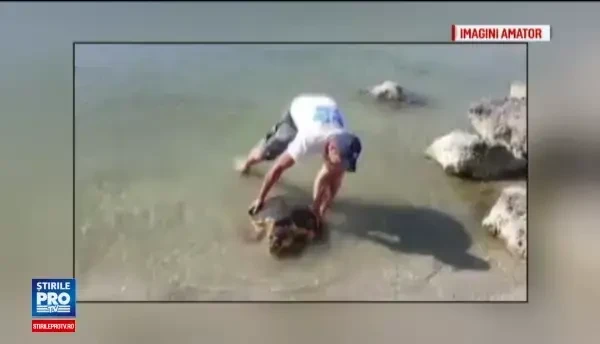 Zi bogata pentru biologii romani. Cum au ajuns pe litoral o testoasa gigant si un crab albastru american