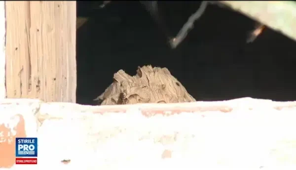 A distrus un cuib de viespi, iar apoi a fost atacat de insecte. Sfarsit infiorator pentru un barbat din Arad