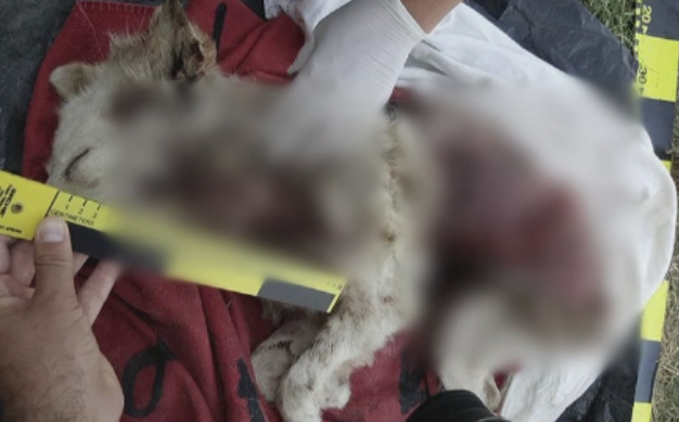 Imagini greu de privit in Iasi. Un caine maidanez, jupuit de viu de mai multe persoane