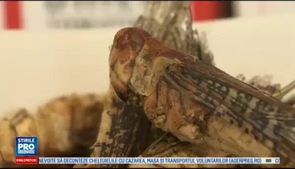 Gandacii vor inlocui in viitor chipsurile. Trendurile culinare prezentate la targul de specialitate din Londra